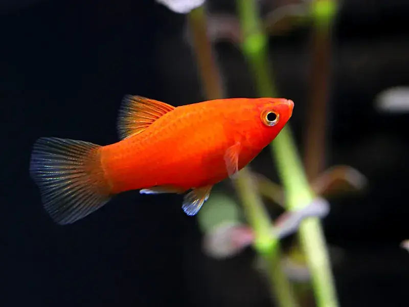 Red Coral Platy - Freshwater Livestock