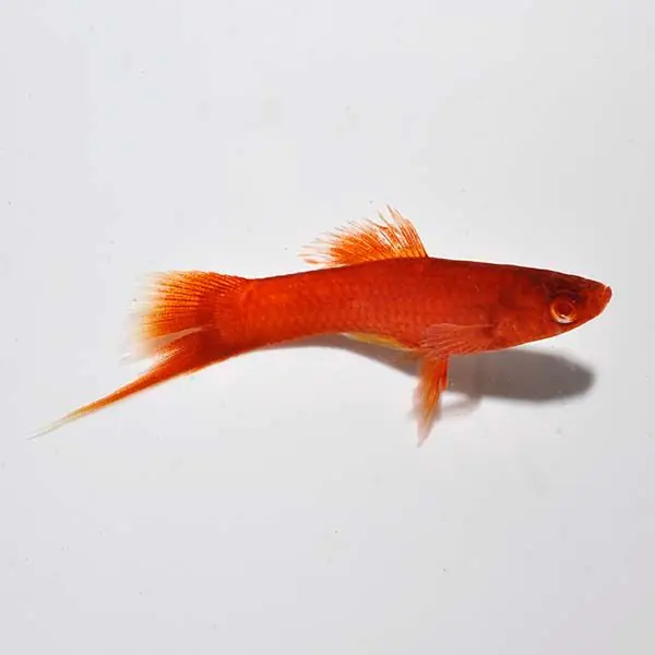 Red Eye Sailfin Swordtail - Freshwater Livestock