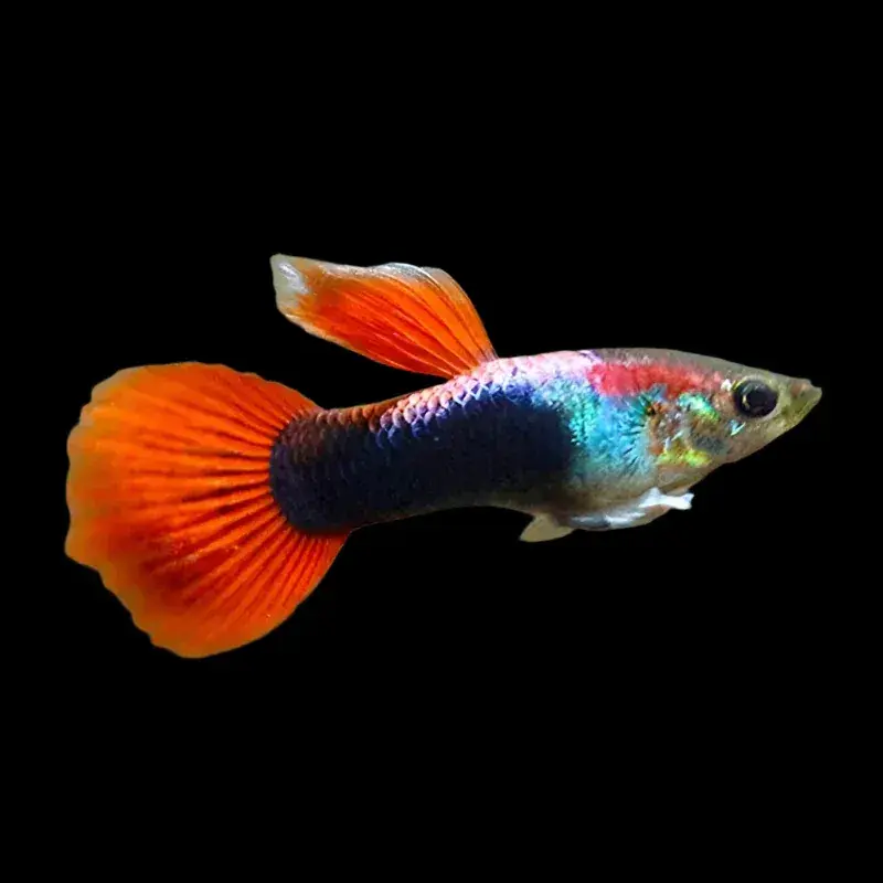 Neon Red Guppy - Freshwater Livestock