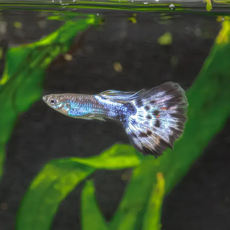 Glass Mosaic Guppy - Freshwater Livestock