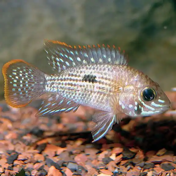 Green Terror Cichlid 2" - Cichlids/Predatory Fish
