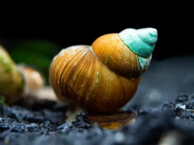 Japanese Trapdoor Snail - Freshwater Livestock