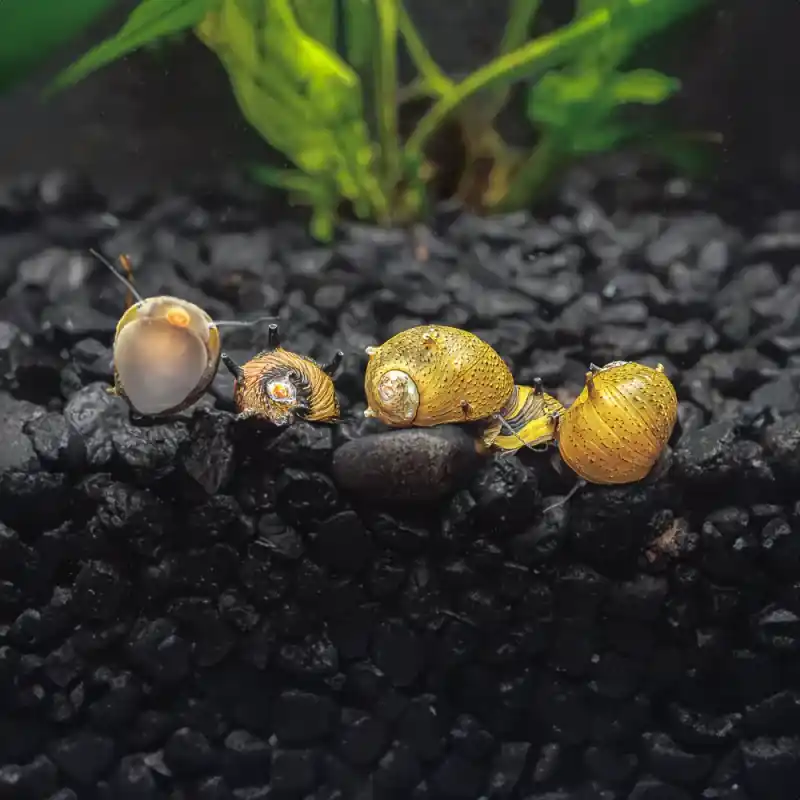 Horn Nerite Snail - Freshwater Livestock