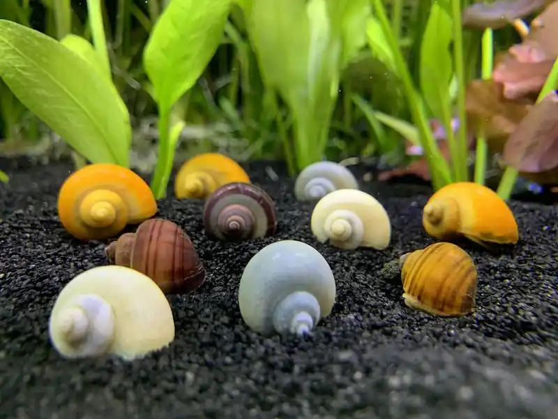 Mystery Snail - Freshwater Livestock