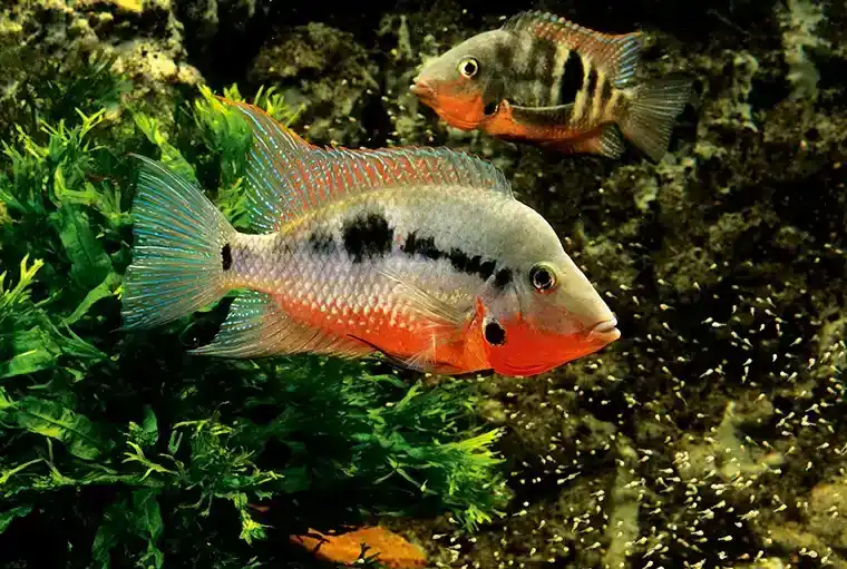 Firemouth Cichlid 2" - Cichlids/Predatory Fish