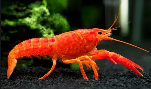 Neon Orange Crayfish - Crabs/Crayfish/Lobsters