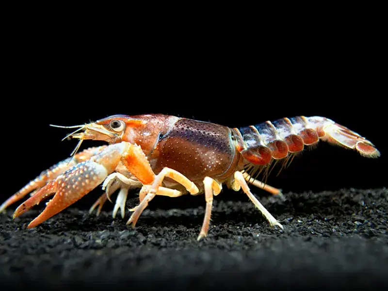 Tricolor Ghost Crayfish - Freshwater Livestock