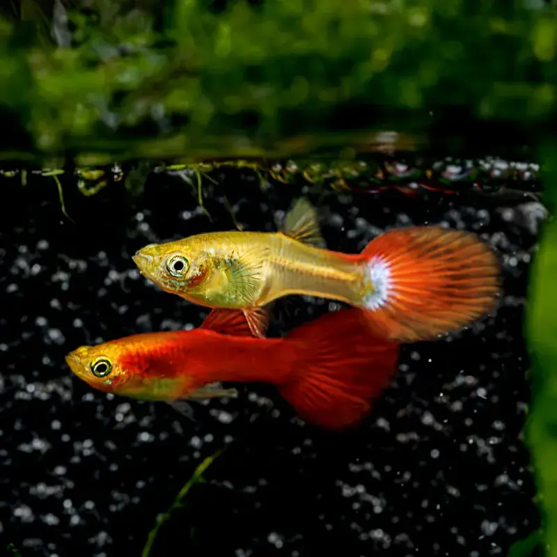 Dwarf Red Flamingo Guppy - Freshwater Livestock