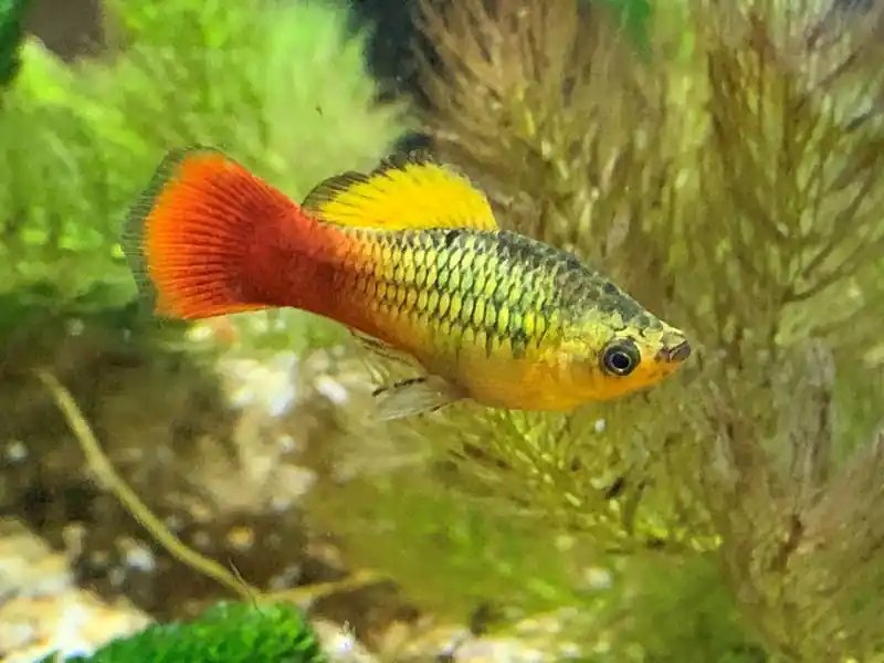 Variatus Platy - Freshwater Livestock