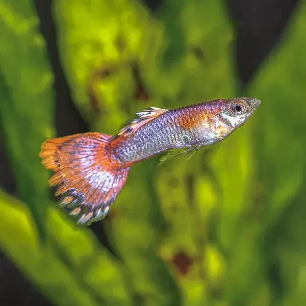 Metallic Blond Pink Tail Guppy - Freshwater Livestock