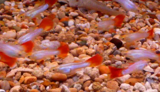 Bueno Vista Guppy - Freshwater Livestock