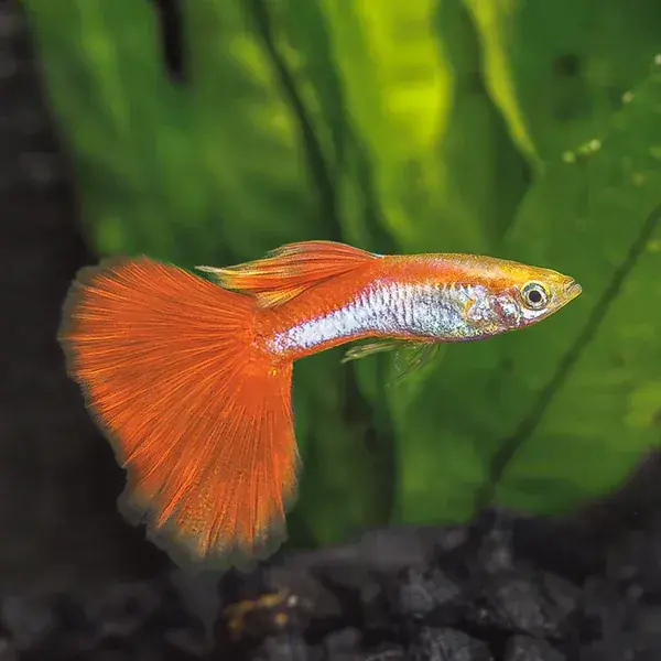 Rainbow Guppy - Freshwater Livestock