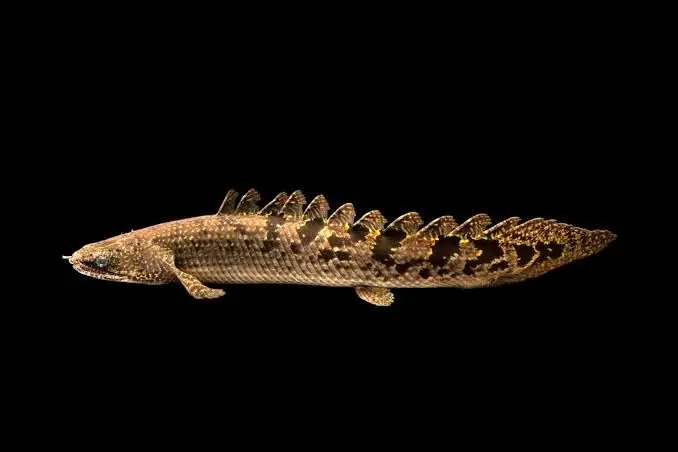 DelHezi Bichir 3"+ - Freshwater Livestock