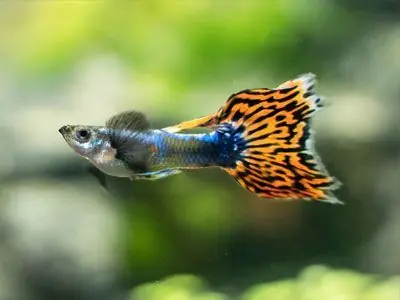 Assorted Lyretail Guppy - Freshwater Livestock