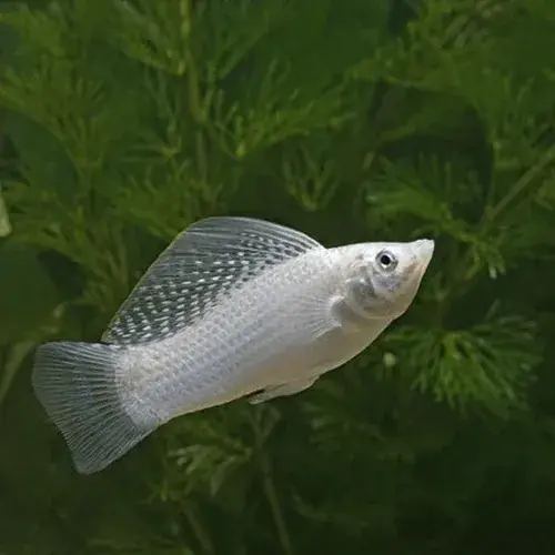 Silver Sailfin Molly - Freshwater Livestock