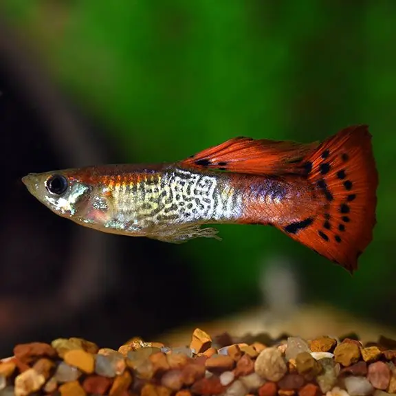 Red Cobra Guppy - Freshwater Livestock