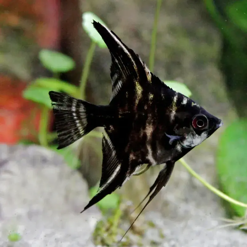 Marble Angel Small - Freshwater Livestock