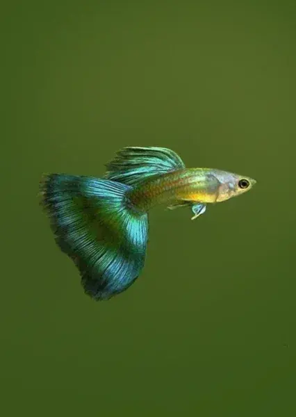 Moscow Green Guppy - Freshwater Livestock