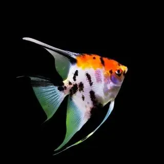 Tricolor Angel 2.5" - Freshwater Livestock