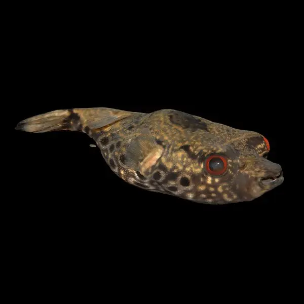 Humpback/ Dragon Puffer 5" Pao palembangensis - Freshwater Livestock