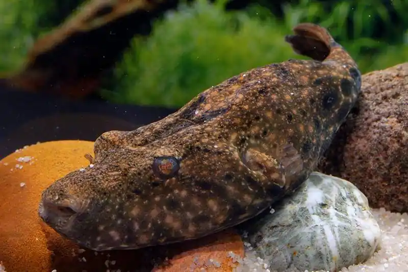 Pignose Puffer 5"+ - Freshwater Livestock