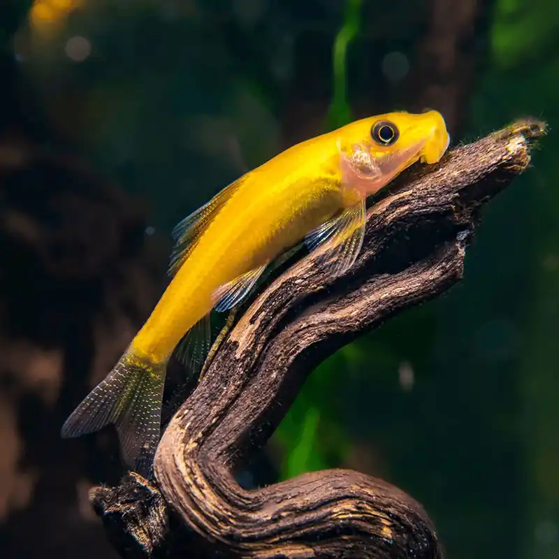 Gold Chinese Algae Eater - Algae Eaters