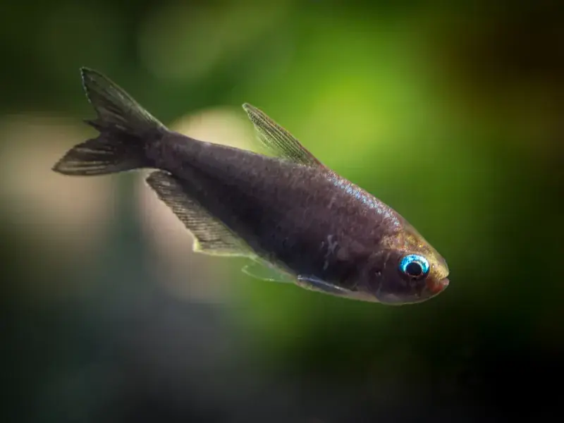 Black Emperor Tetra - Freshwater Livestock