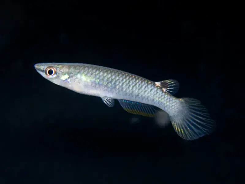 Blue Panchax Killifish - Freshwater Livestock