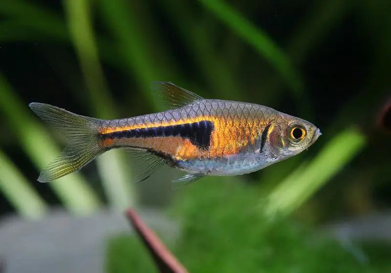 Lambchop Rasbora “Espei” - Freshwater Livestock