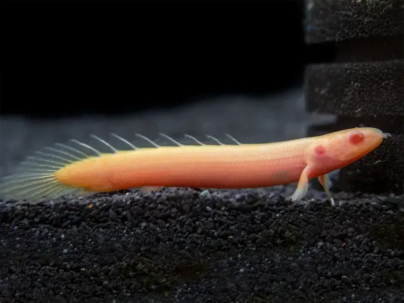 Albino Senegal Bichir 3"+ - Freshwater Livestock