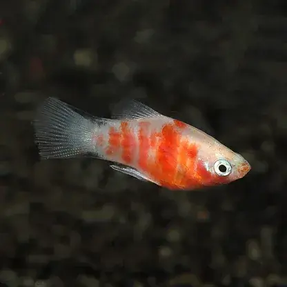 Tiger Platy - Freshwater Livestock