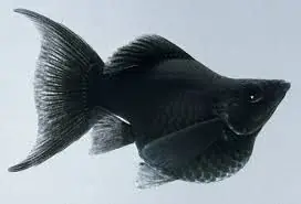 Black Balloon Lyretail Molly - Freshwater Livestock