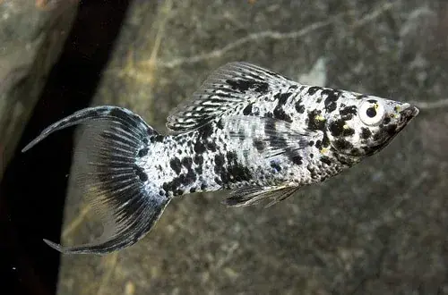 Dalmatian Lyretail Molly - Freshwater Livestock