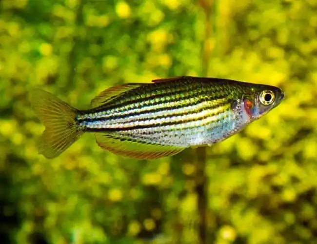 Maccullochi Rainbowfish 2.5"+