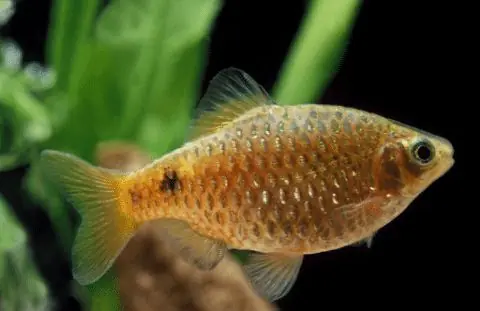 Red Fire Barb - Barbs
