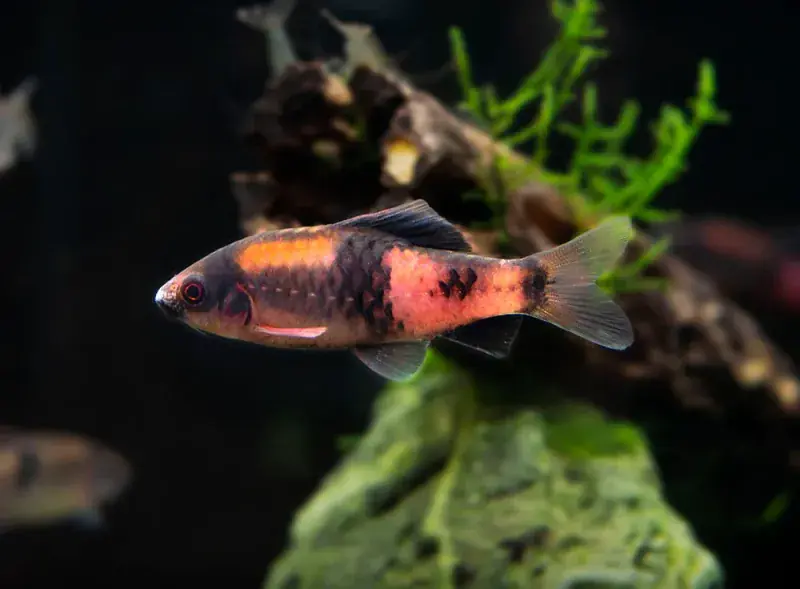 Red Panda Barb - Barbs