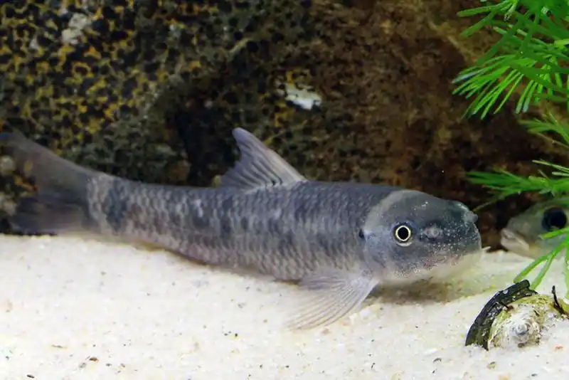 Garra Rufa - Algae Eaters