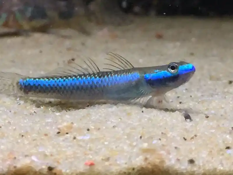 Blue Neon Goby - Gobies
