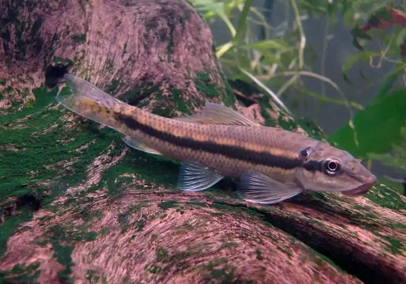 Chinese Algae Eater - Algae Eaters