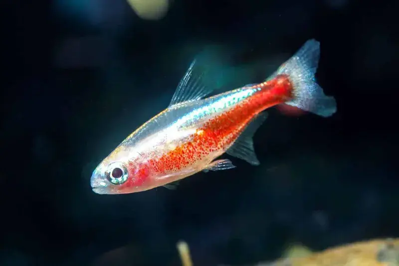 Albino Neon Tetra - Freshwater Livestock