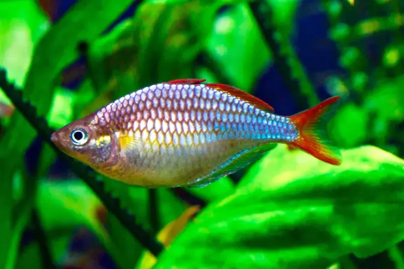 Neon Dwarf Rainbowfish 1"+ - Freshwater Livestock