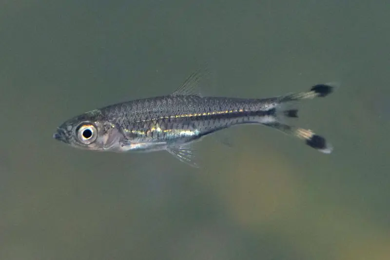 Scissortail Rasbora - Freshwater Livestock