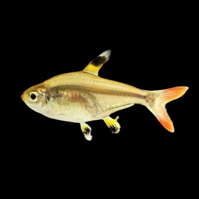 Golden Pristella Tetra - Freshwater Livestock