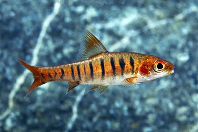 African Banded Barb - Barbs