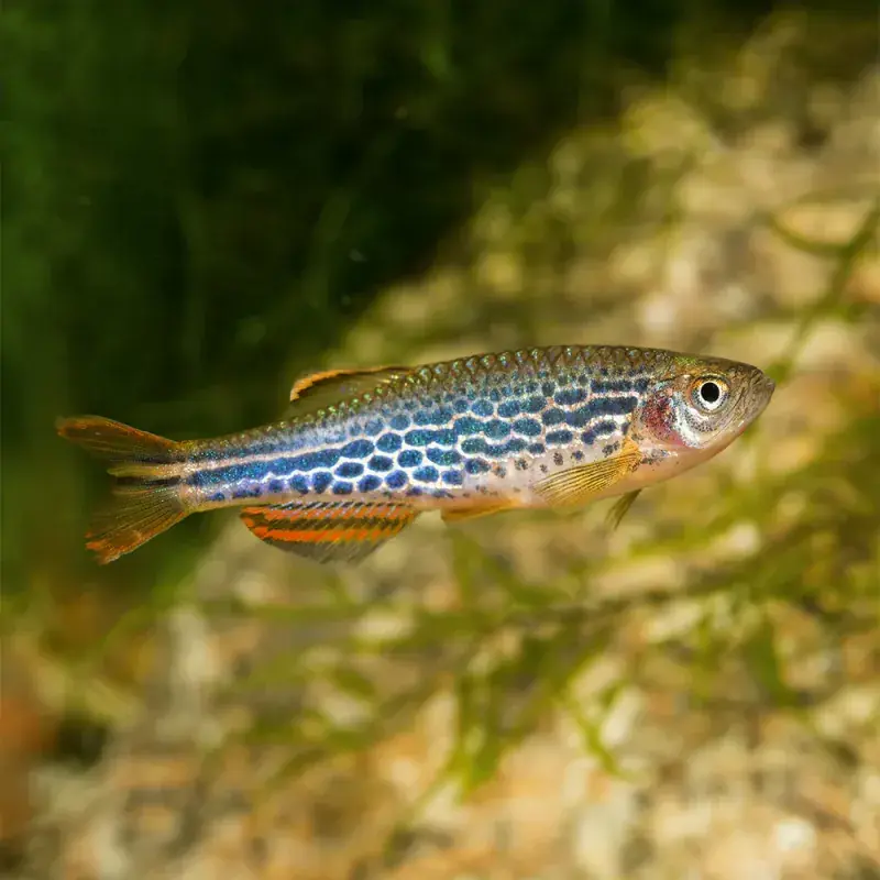 Kyathit Danio - Danios