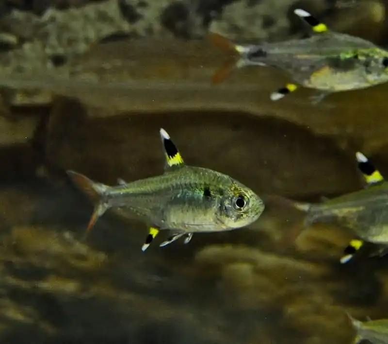 Green Pristella Tetra - Freshwater Livestock