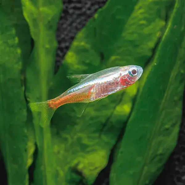 Golden Neon Tetra - Freshwater Livestock