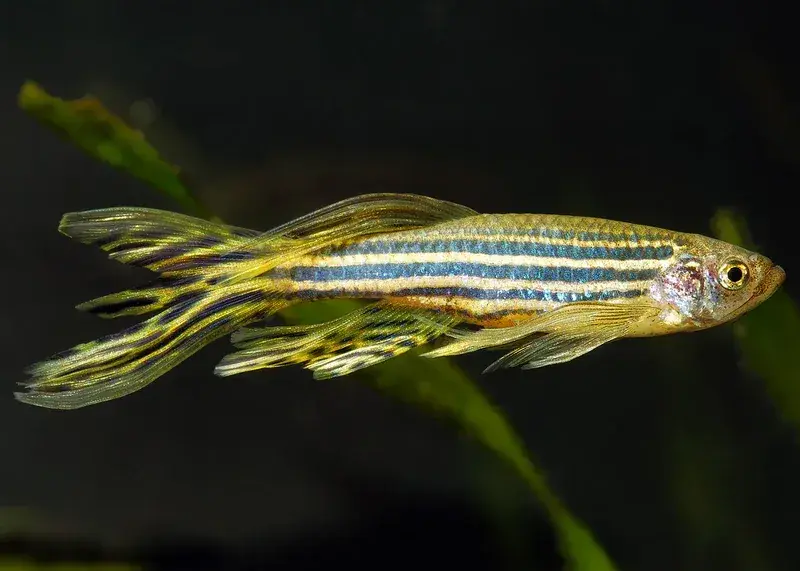 Golden HiFin Zebra Danio - Danios