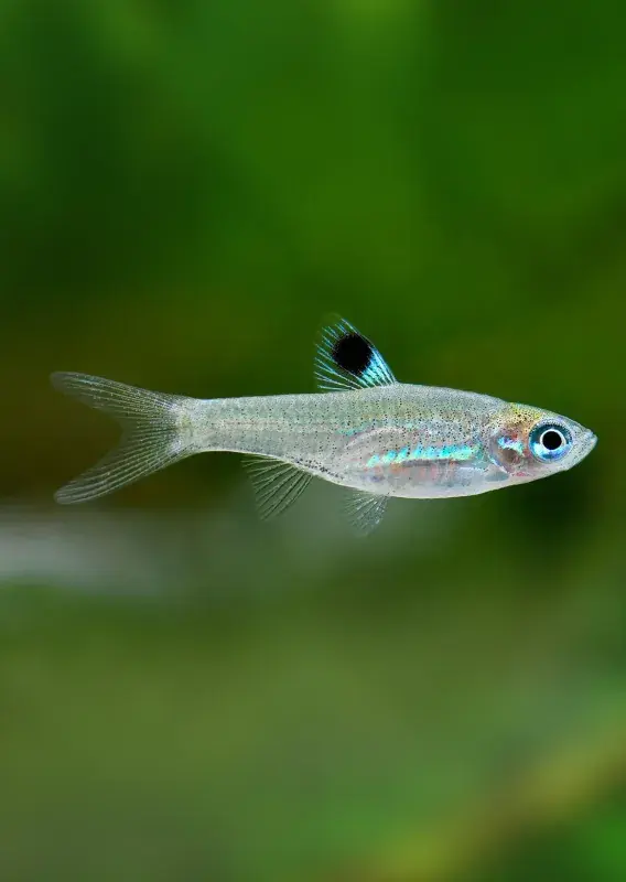 Emerald Eye Rasbora - Freshwater Livestock