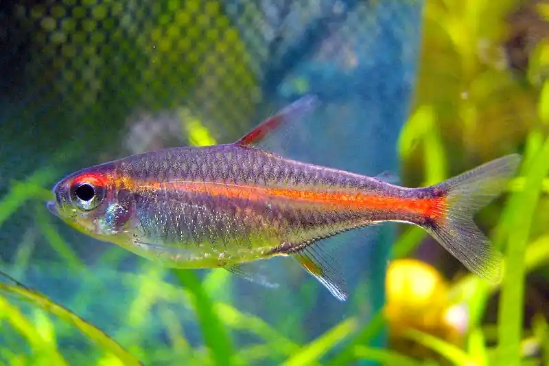 Glowlight Tetra - Freshwater Livestock